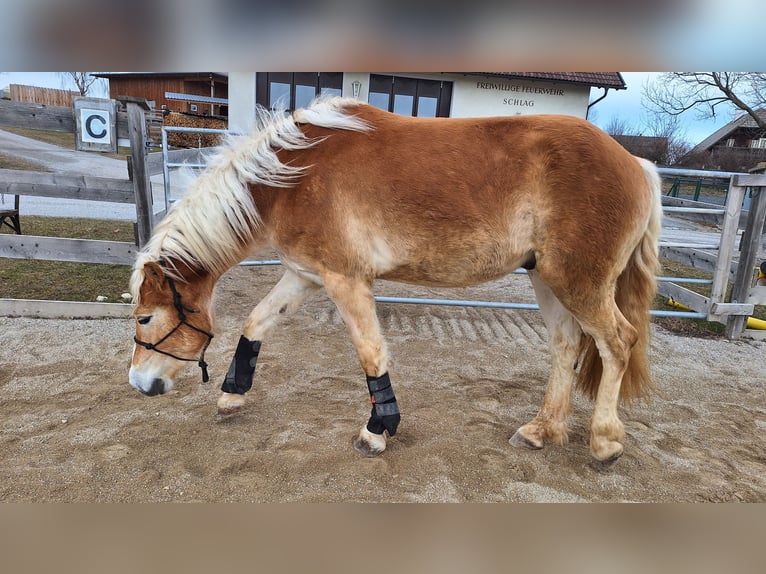 Haflinger Wallach 3 Jahre 152 cm Falbe in Lichtenegg