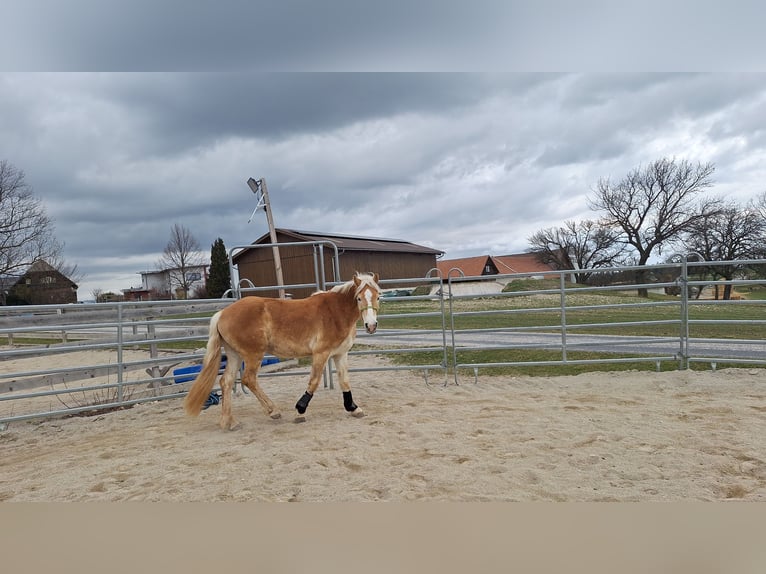 Haflinger Wallach 3 Jahre 152 cm Falbe in Lichtenegg