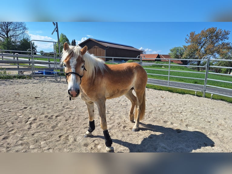 Haflinger Wallach 3 Jahre 152 cm Falbe in Lichtenegg