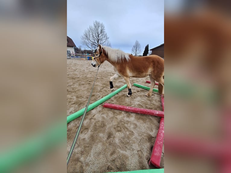 Haflinger Wallach 3 Jahre 152 cm Falbe in Lichtenegg