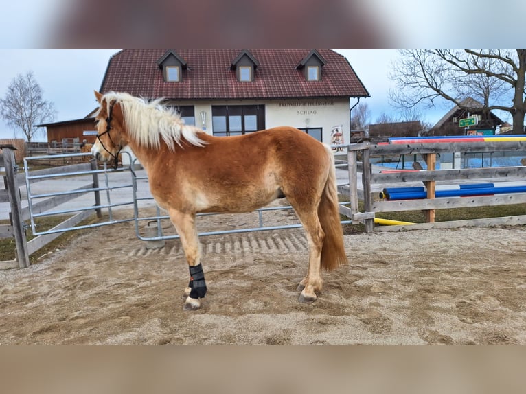 Haflinger Wallach 3 Jahre 152 cm Falbe in Lichtenegg