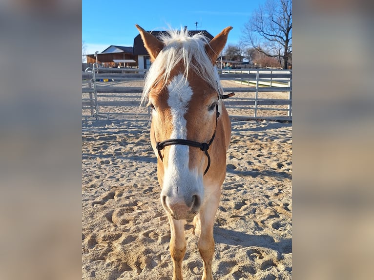 Haflinger Wallach 3 Jahre 152 cm Falbe in Lichtenegg