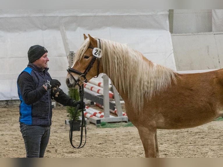Haflinger Wallach 3 Jahre 152 cm Fuchs in Schleedorf