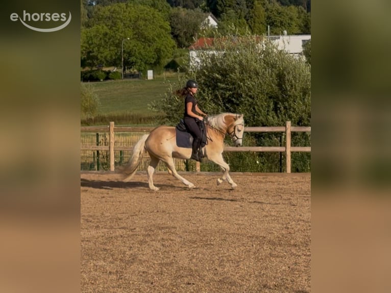 Haflinger Wallach 3 Jahre 152 cm Fuchs in Engelsbrand