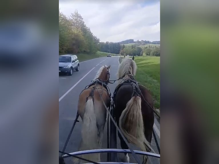 Haflinger Wallach 3 Jahre 152 cm Fuchs in Rottenbuch