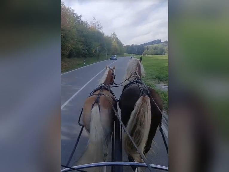 Haflinger Wallach 3 Jahre 152 cm Fuchs in Rottenbuch