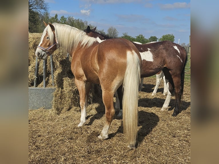 Haflinger Wallach 3 Jahre 152 cm Fuchs in Eschweiler