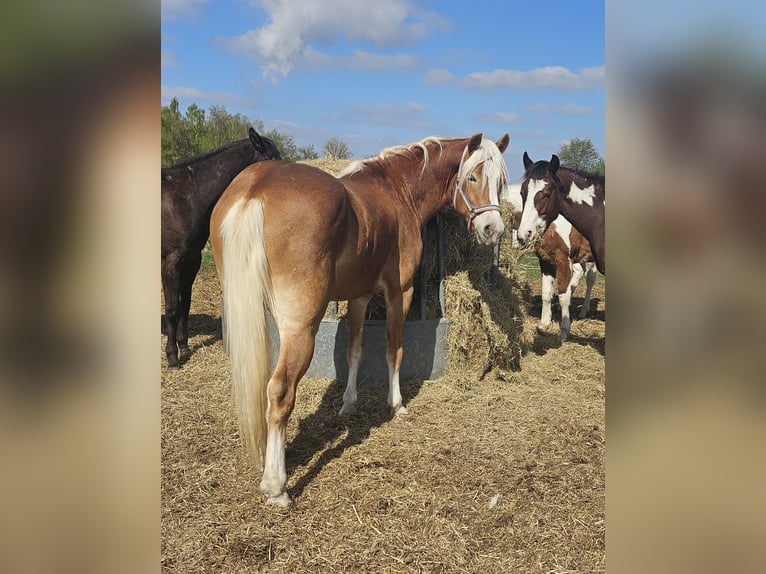Haflinger Wallach 3 Jahre 152 cm Fuchs in Eschweiler