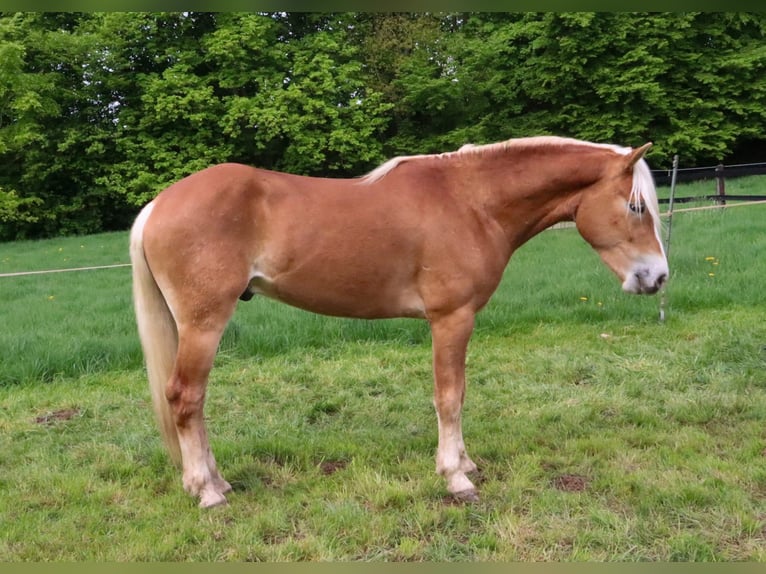 Haflinger Wallach 3 Jahre 152 cm Fuchs in Eschweiler