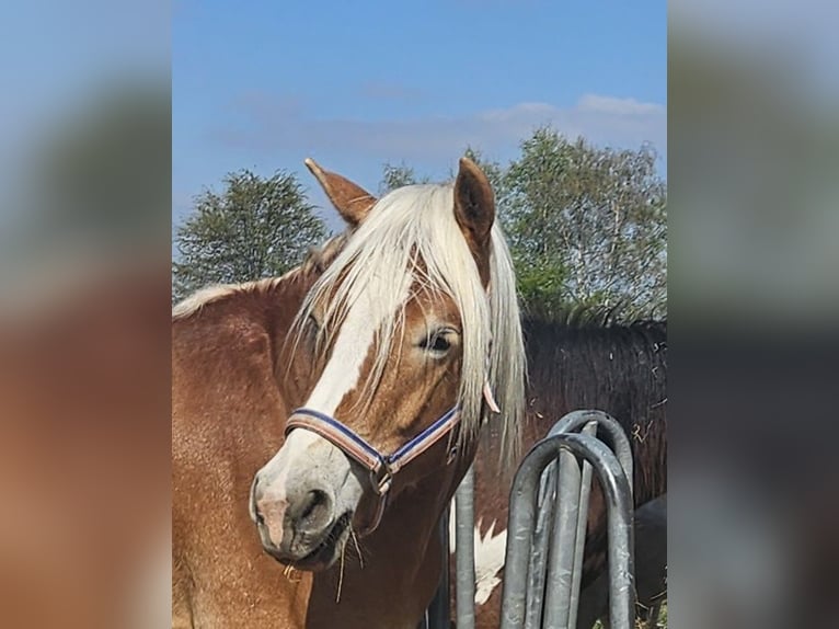 Haflinger Wallach 3 Jahre 152 cm Fuchs in Eschweiler