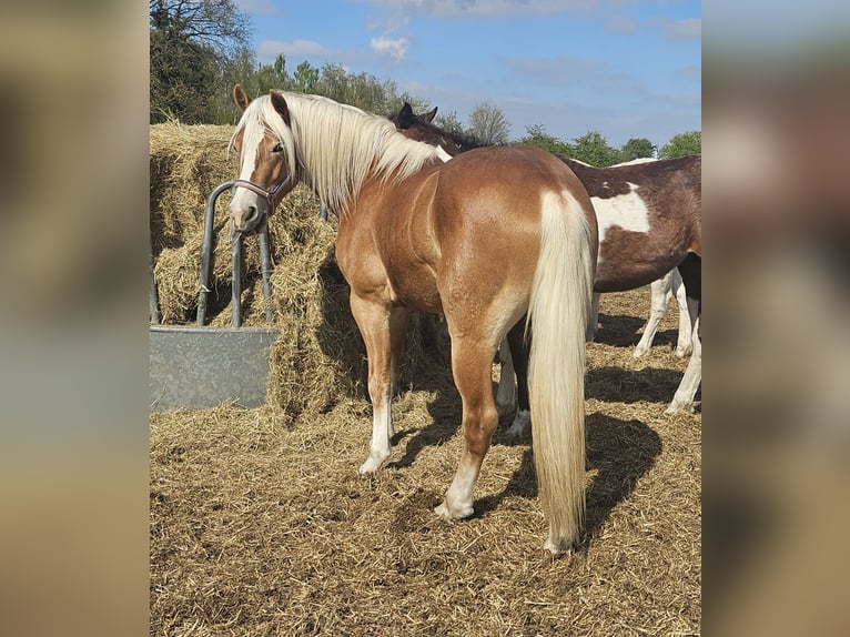 Haflinger Wallach 3 Jahre 152 cm Fuchs in Eschweiler