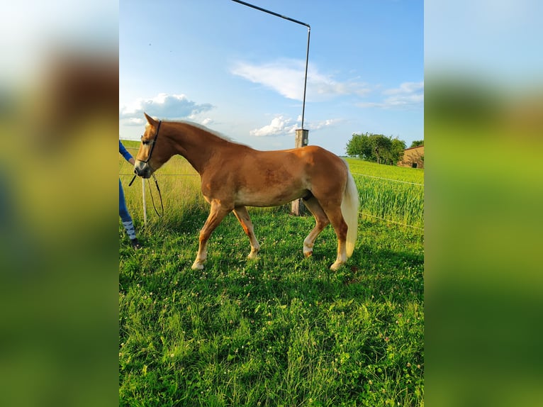 Haflinger Wallach 3 Jahre 152 cm Fuchs in Niederstetten