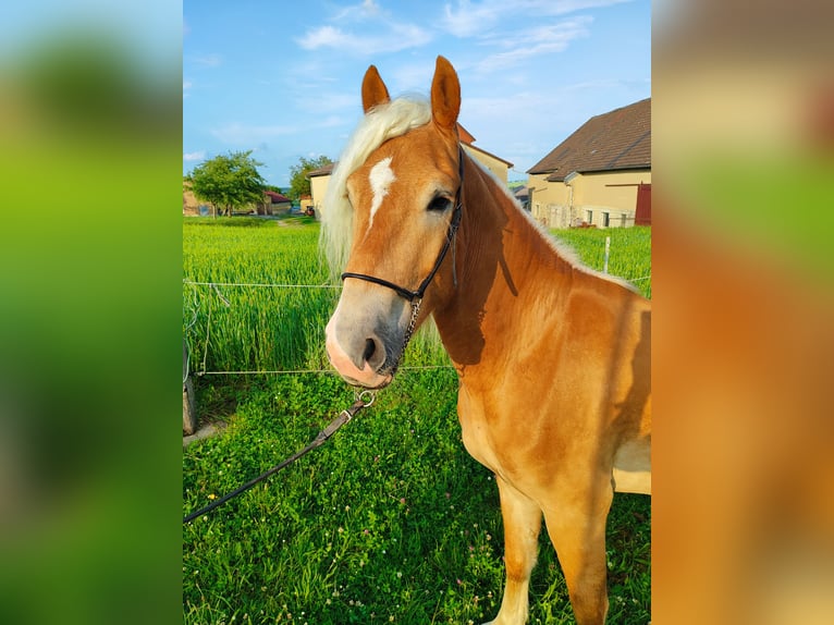 Haflinger Wallach 3 Jahre 152 cm Fuchs in Niederstetten