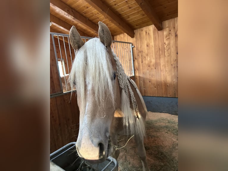 Haflinger Wallach 3 Jahre 152 cm Fuchs in Laufen