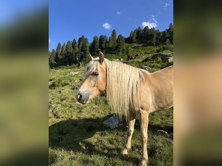 Haflinger Wallach 3 Jahre 152 cm Fuchs in Laufen