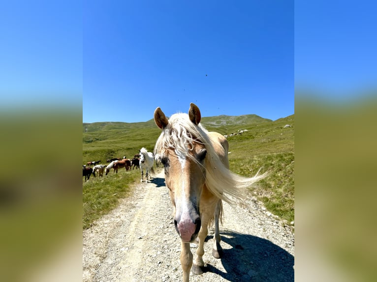 Haflinger Wallach 3 Jahre 152 cm Fuchs in Laufen