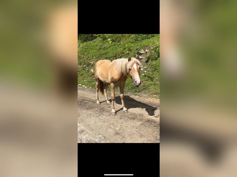 Haflinger Wallach 3 Jahre 152 cm Fuchs in Laufen