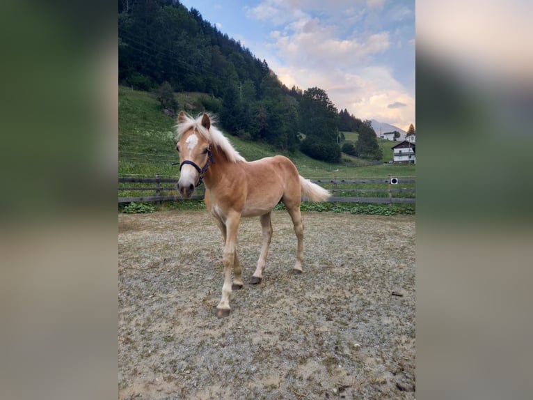 Haflinger Wallach 3 Jahre 152 cm Hellbrauner in AupointenOhlsdorf