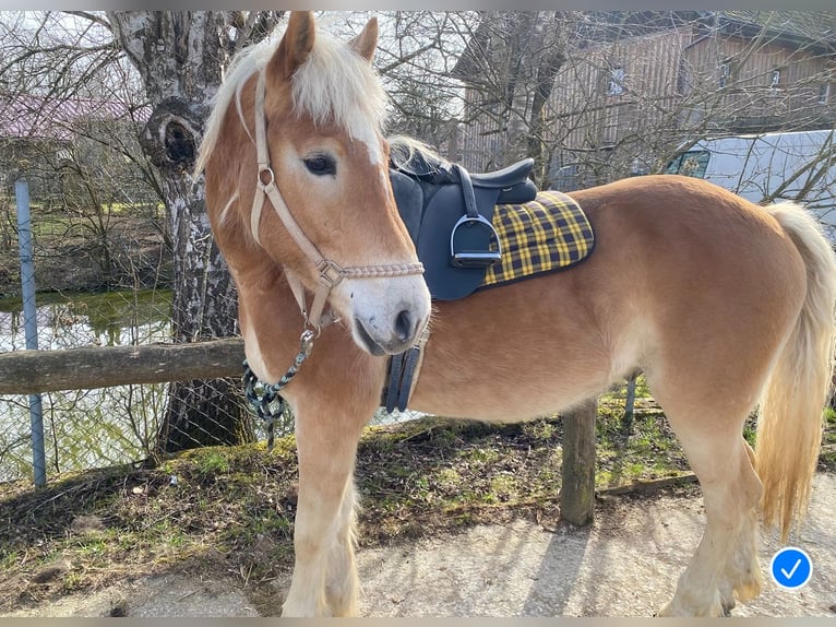 Haflinger Wallach 3 Jahre 152 cm Hellbrauner in AupointenOhlsdorf