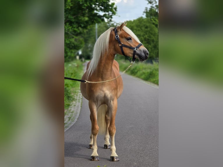 Haflinger Wallach 3 Jahre 152 cm Palomino in Someren
