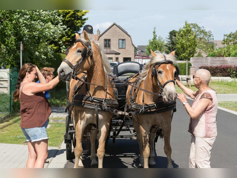 Haflinger Wallach 3 Jahre 152 cm Palomino in Maldegem