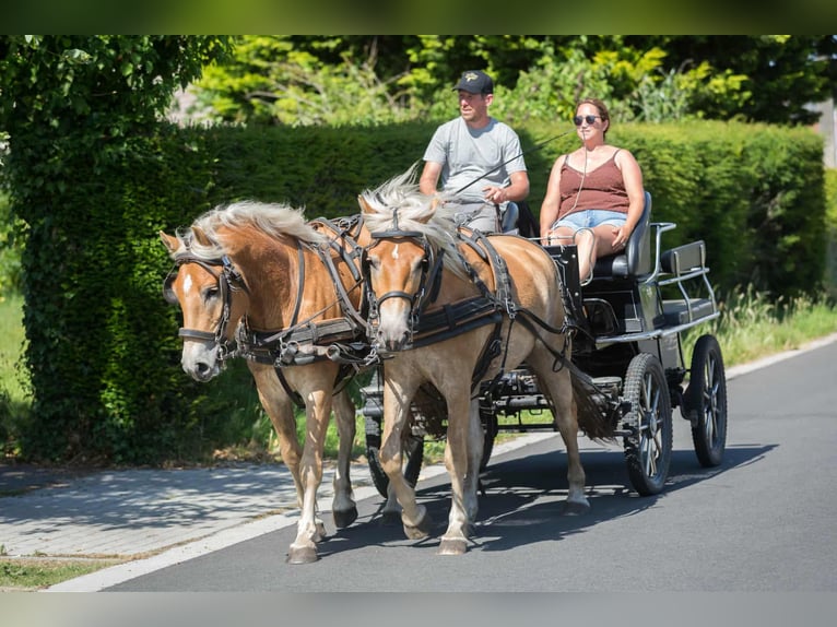 Haflinger Wallach 3 Jahre 152 cm Palomino in Maldegem