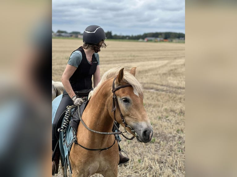 Haflinger Wallach 3 Jahre 152 cm Palomino in Maldegem