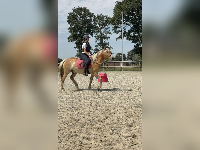Haflinger Wallach 3 Jahre 152 cm Palomino in Maldegem