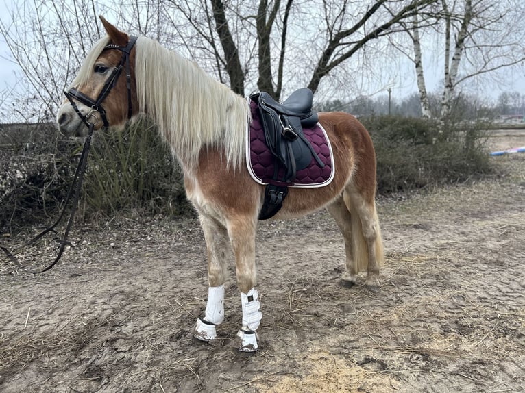 Haflinger Wallach 3 Jahre 153 cm in Trebbin