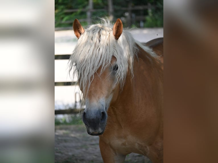 Haflinger Wallach 3 Jahre 153 cm in Stockerau