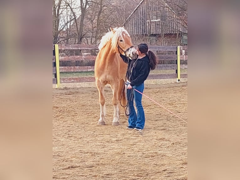 Haflinger Wallach 3 Jahre 153 cm in Stockerau