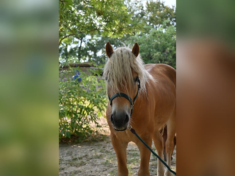 Haflinger Wallach 3 Jahre 153 cm in Stockerau