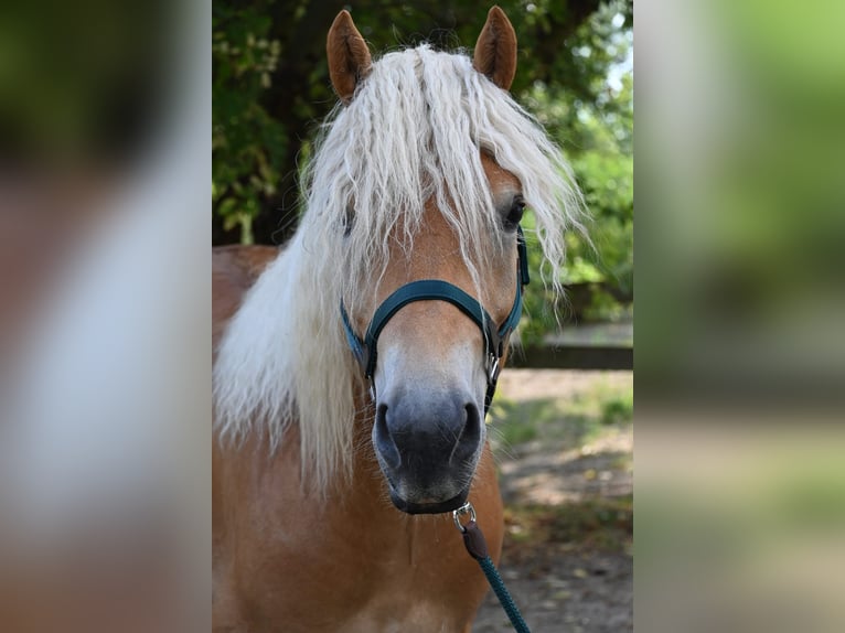 Haflinger Wallach 3 Jahre 153 cm in Stockerau