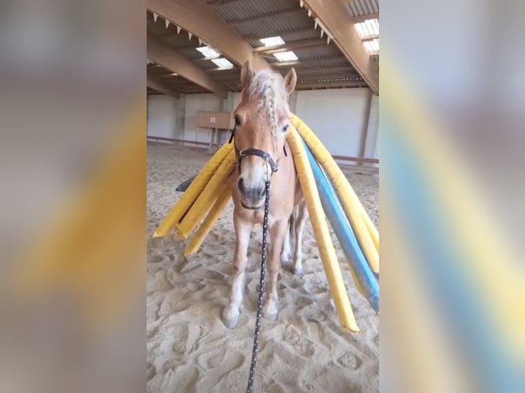 Haflinger Wallach 3 Jahre 153 cm in Stockerau