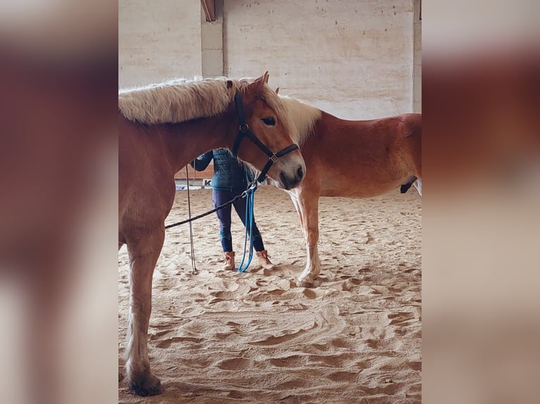 Haflinger Wallach 3 Jahre 153 cm in Stockerau