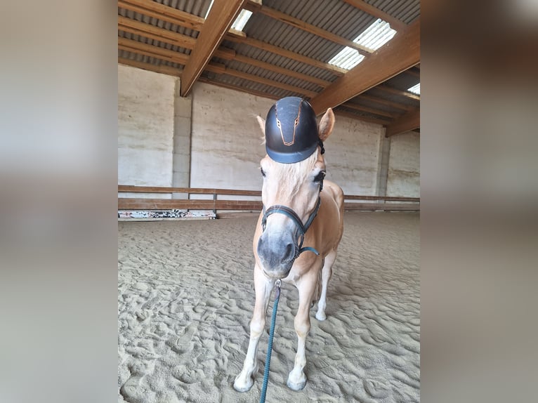 Haflinger Wallach 3 Jahre 153 cm in Stockerau
