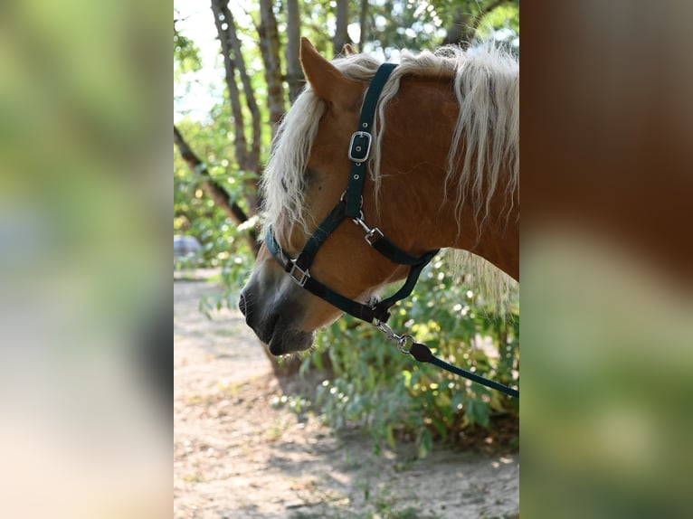 Haflinger Wallach 3 Jahre 153 cm in Stockerau