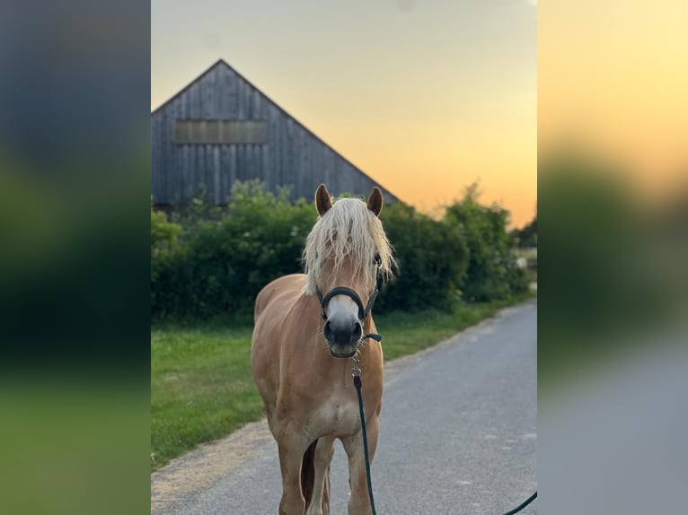 Haflinger Wallach 3 Jahre 153 cm in Stockerau