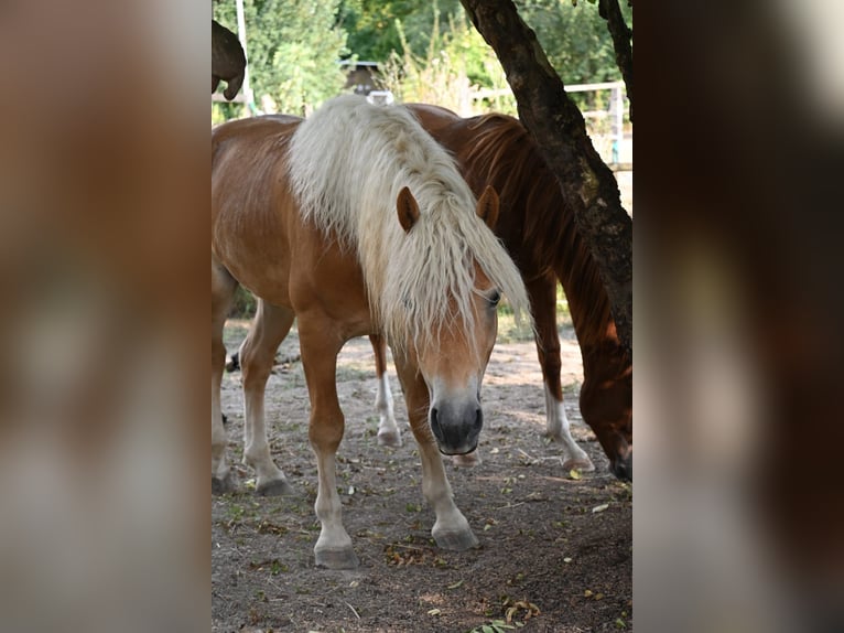 Haflinger Wallach 3 Jahre 153 cm in Stockerau