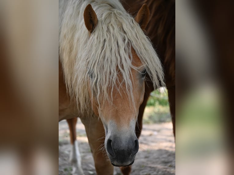 Haflinger Wallach 3 Jahre 153 cm in Stockerau