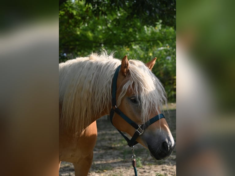 Haflinger Wallach 3 Jahre 153 cm in Stockerau