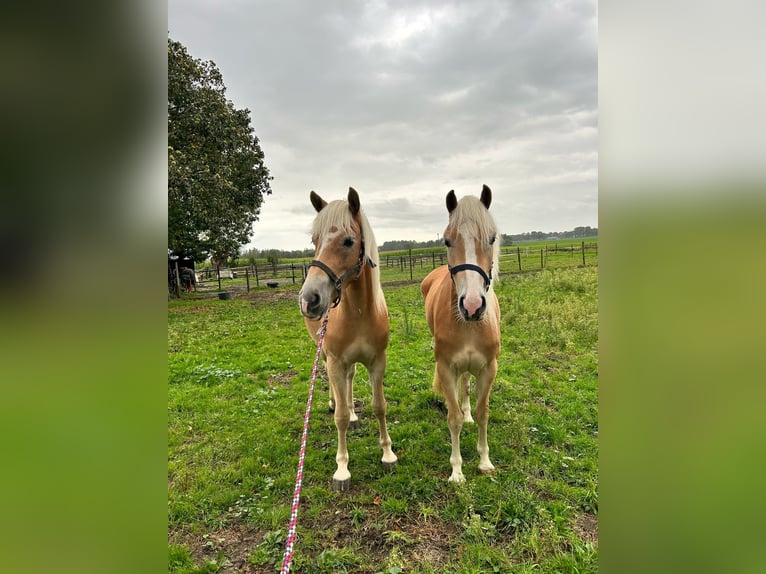 Haflinger Wallach 3 Jahre 153 cm in Deurne