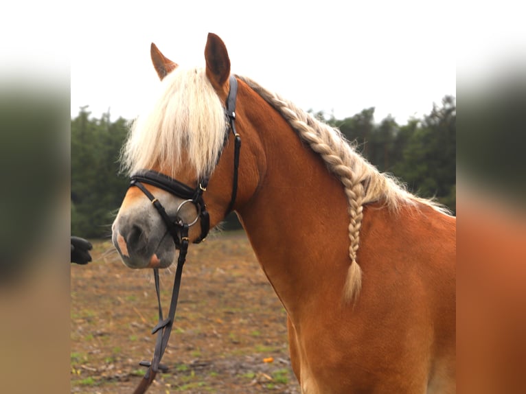 Haflinger Wallach 3 Jahre 153 cm Fuchs in Uelsen