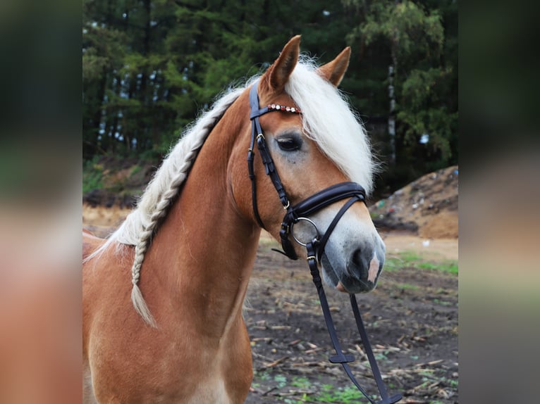 Haflinger Wallach 3 Jahre 153 cm Fuchs in Uelsen
