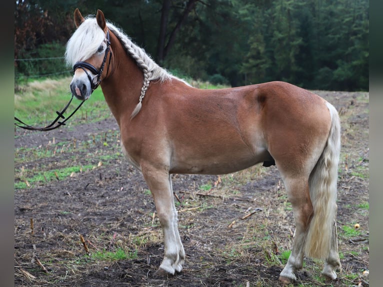 Haflinger Wallach 3 Jahre 153 cm Fuchs in Uelsen