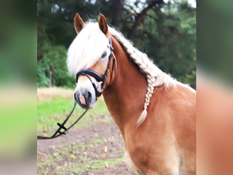 Haflinger Wallach 3 Jahre 153 cm Fuchs in Uelsen