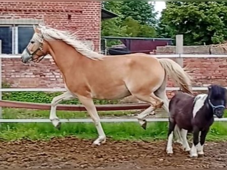 Haflinger Wallach 3 Jahre 153 cm Fuchs in Salzwedel