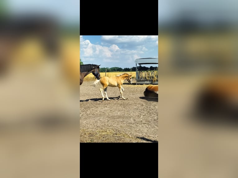 Haflinger Wallach 3 Jahre 153 cm Fuchs in Salzwedel