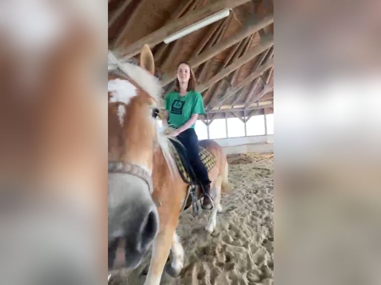 Haflinger Wallach 3 Jahre 153 cm Hellbrauner in R&#xF6;dleiten