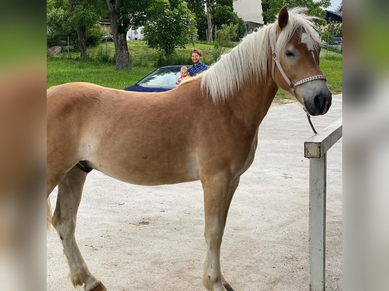Haflinger Wallach 3 Jahre 153 cm Hellbrauner in R&#xF6;dleiten